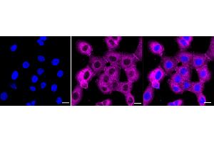 Immunocytochemical staining of HepG2 cells with Dynamin 2 antibody(ABIN7798399), 1:1,000).