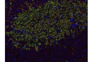 Indirect immunostaining of PFA fixed paraffin embedded mouse hippocampus section with anti-Homer 3 (dilution 1 : 500; red) and guinea pig anti-ZnT 3 (ABIN1742413, dilution 1 : 500; green).
