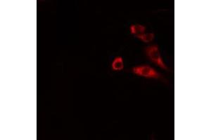 Immunofluorescence (fixed cells) (IF/ICC) image for anti-Anoctamin 9 (ANO9) (Internal Region) antibody (ABIN6265607)