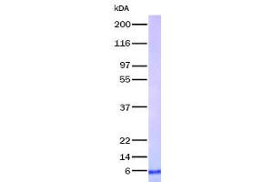 Validation with Western Blot (TNFRSF12A 蛋白)