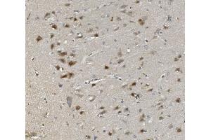 IHC analysis of Rad9b using anti-Rad9b antibody (ABIN7599360). (RAD9B 抗体  (AA 1-403))