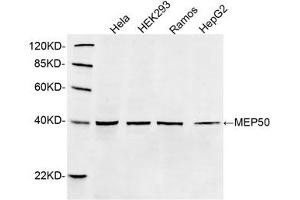 Western blot analysis of cell lysates using 1 µg/mL Rabbit Anti-MEP50 Polyclonal Antibody (ABIN398851) The signal was developed with IRDyeTM 800 Conjugated Goat Anti-Rabbit IgG. (WDR77 抗体  (C-Term))