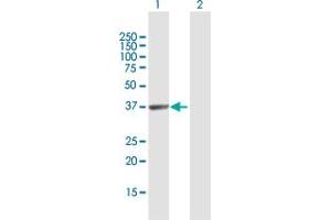 Western Blot analysis of HABP4 expression in transfected 293T cell line by HABP4 MaxPab polyclonal antibody. (HABP4 抗体  (AA 1-308))
