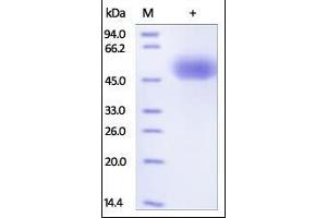 Human SIRP alpha (HPLC-verified), His Tag on SDS-PAGE under reducing (R) condition. (SIRPA Protein (AA 31-370) (His tag))