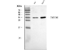 Western blot analysis of BI-1/TMBIM6 using anti-BI-1/TMBIM6 antibody (ABIN7603199). (Bax Inhibitor 1 抗体  (N-Term))