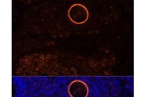 Immunofluorescence analysis of Rat oophoroma cells using ZP2 Polyclonal Antibody at dilution of 1:100. (ZP2 抗体)