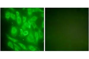 Immunofluorescence analysis of NIH-3T3 cells, using HSP90A Antibody. (HSP90AA1 抗体  (AA 683-732))