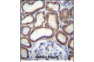 Immunohistochemistry (Paraffin-embedded Sections) (IHC (p)) image for anti-Cytochrome C Oxidase Subunit VIb Polypeptide 1 (Ubiquitous) (COX6B1) (AA 59-86), (C-Term) antibody (ABIN656270)