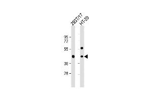All lanes : Anti-G Antibody (C-term) at 1:1000 dilution Lane 1: 293T/17 whole cell lysate Lane 2: HT-29 whole cell lysate Lysates/proteins at 20 μg per lane. (GPA33 抗体  (C-Term))