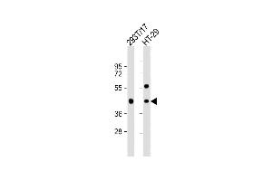 All lanes : Anti-G Antibody (C-term) at 1:1000 dilution Lane 1: 293T/17 whole cell lysate Lane 2: HT-29 whole cell lysate Lysates/proteins at 20 μg per lane. (GPA33 抗体  (C-Term))