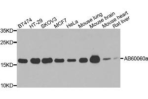 Western blot analysis of extracts of various cells, using ARF1 antibody.