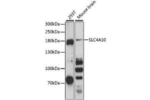Western blot analysis of extracts of various cell lines, using SLC4A10 antibody (ABIN6292481) at 1:3000 dilution. (SLC4A10 抗体)