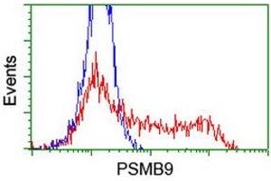 HEK293T cells transfected with either RC209001 overexpress plasmid (Red) or empty vector control plasmid (Blue) were immunostained by anti-PSMB9 antibody (ABIN2455594), and then analyzed by flow cytometry. (PSMB9 抗体  (AA 21-219))
