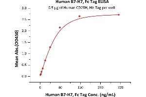 Immobilized Human CD28H, His Tag (ABIN6731262,ABIN6809929) at 5 μg/mL (100 μL/well) can bind Human B7-H7, Fc Tag (ABIN6731324,ABIN6809928) with a linear range of 1-78 ng/mL (QC tested). (HHLA2 Protein (AA 23-344) (Fc Tag))