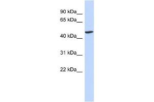 WB Suggested Anti-BTNL3 Antibody Titration:  0. (BTNL3 抗体  (N-Term))