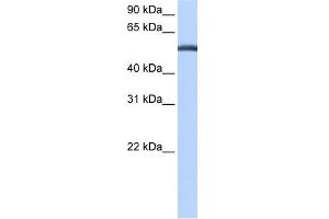 WB Suggested Anti-LACTB Antibody Titration: 0. (LACTB 抗体  (C-Term))
