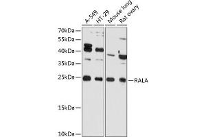 Western blot analysis of extracts of various cell lines, using RALA Antibody (ABIN6128673, ABIN6146666, ABIN6146667 and ABIN6215432) at 1:3000 dilution. (rala 抗体  (AA 1-206))