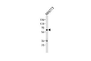 Western blot analysis of lysate from mouse NIH/3T3 cell line, using Mouse Ntrk2 Antibody (Center) (ABIN657851 and ABIN2846812). (TRKB 抗体  (AA 343-372))
