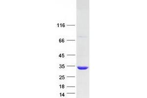 Western Blotting (WB) image for Potassium Channel Tetramerisation Domain Containing 6 (KCTD6) (Transcript Variant 1) protein (Myc-DYKDDDDK Tag) (ABIN2724080)
