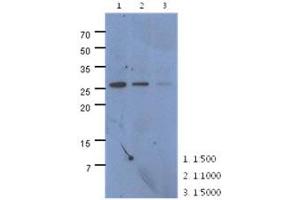 Western Blotting (WB) image for anti-Carboxymethylenebutenolidase Homolog (CMBL) (AA 1-245), (N-Term) antibody (ABIN1449403) (CMBL 抗体  (N-Term))