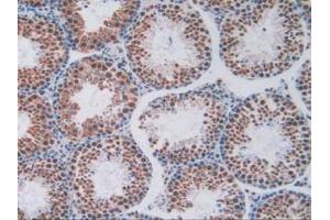 IHC-P analysis of Mouse Testis Tissue, with DAB staining. (Endoglin 抗体  (AA 27-137))