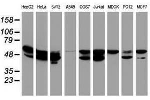 Image no. 8 for anti-Non-POU Domain Containing, Octamer-Binding (NONO) (AA 184-385) antibody (ABIN1491073)