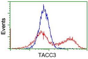 Image no. 5 for anti-Transforming, Acidic Coiled-Coil Containing Protein 3 (TACC3) antibody (ABIN1498100)
