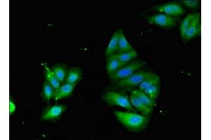 Immunofluorescent analysis of Hela cells using ABIN7163724 at dilution of 1:100 and Alexa Fluor 488-congugated AffiniPure Goat Anti-Rabbit IgG(H+L) (PODXL 抗体  (AA 32-458))