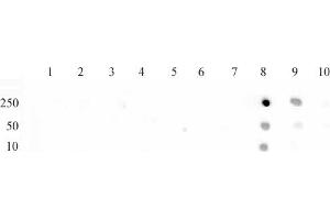 Histone H3 monomethyl Lys79 antibody (pAb) tested by dot blot analysis.