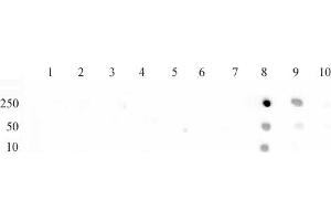Histone H3 monomethyl Lys79 antibody (pAb) tested by dot blot analysis. (Histone 3 抗体  (meLys79))