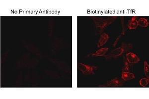 Fluorescence Microscopy (FM) image for anti-Biotin antibody (ABIN5706828)