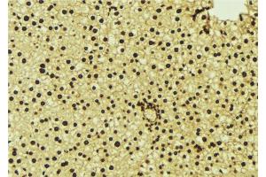 ABIN6277123 at 1/100 staining Mouse liver tissue by IHC-P. (NR1H3 抗体  (C-Term))