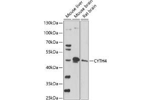 Western blot analysis of extracts of various cell lines, using CYTH4 antibody (ABIN7266662) at 1:1000 dilution. (Cytohesin 4 抗体  (AA 1-70))