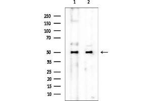 Western blot analysis of lysates from various samples, using AQP1 Mouse Monoclonal Antibody at 1/1000 dilution.