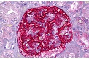 Anti-PJA2 antibody IHC staining of human kidney, glomeruli. (PJA2 抗体  (AA 141-190))