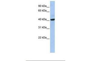 Image no. 1 for anti-THAP Domain Containing 5 (THAP5) (AA 203-252) antibody (ABIN6749756) (THAP5 抗体  (AA 203-252))