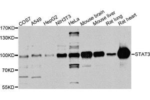 Western blot analysis of extracts of various cell lines, using STAT3 antibody (ABIN5975325) at 1/1000 dilution. (STAT3 抗体)