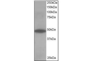 Antibody staining (0. (OSBPL1A 抗体  (C-Term))