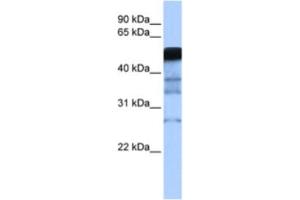 Western Blotting (WB) image for anti-E3 ubiquitin-protein ligase RAD18 (RAD18) antibody (ABIN2462678) (RAD18 抗体)