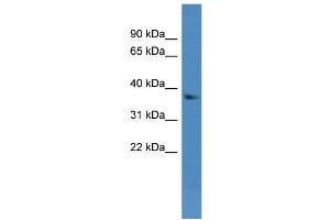 WB Suggested Anti-Dhrs7 Antibody Titration:  0. (DHRS7 抗体  (N-Term))