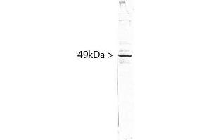 blots of HeLa cell crude extract stained with ABIN1580459. (SF3B4 抗体)