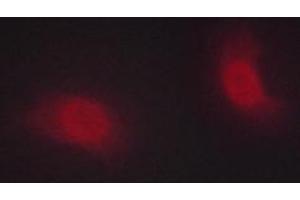 ABIN6267222 staining HeLa cells by ICC/IF.