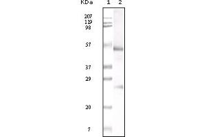 Western Blotting (WB) image for Mouse anti-Human IgG (Fc fragment) antibody (ABIN2469245) (小鼠 anti-人 IgG (Fc fragment) Antibody)