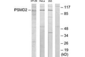 Western blot analysis of extracts from HT-29/HeLa/293 cells, using PSMD2 Antibody. (PSMD2 抗体  (AA 11-60))