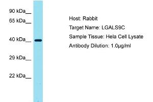 Host: Rabbit Target Name: LGALS9C Sample Tissue: Human Hela Whole Cell Antibody Dilution: 1ug/ml (LGALS9C 抗体  (C-Term))