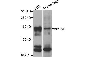 Western blot analysis of extracts of various cell lines, using ABCB1 antibody (ABIN5974625) at 1/1000 dilution. (ABCB1 抗体)