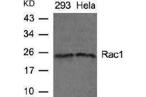 Image no. 2 for anti-RAC1 (AA 69-73) antibody (ABIN197429) (RAC1 抗体  (AA 69-73))