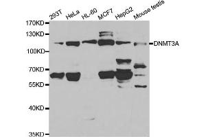 Western blot analysis of extracts of various cell lines, using DNMT3A antibody (ABIN5971096) at 1/1000 dilution. (DNMT3A 抗体)