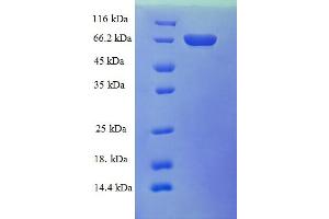 SDS-PAGE (SDS) image for Alcohol Dehydrogenase 5 (Class III), chi Polypeptide (ADH5) (AA 2-374) protein (GST tag) (ABIN5709001)
