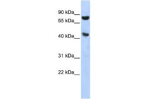 WB Suggested Anti-RNH1 Antibody Titration: 0. (RNH1 抗体  (Middle Region))